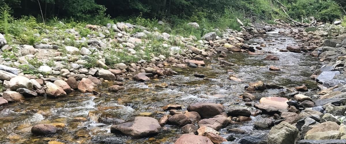 A rocky stream with clear water surrounded by dense forest.