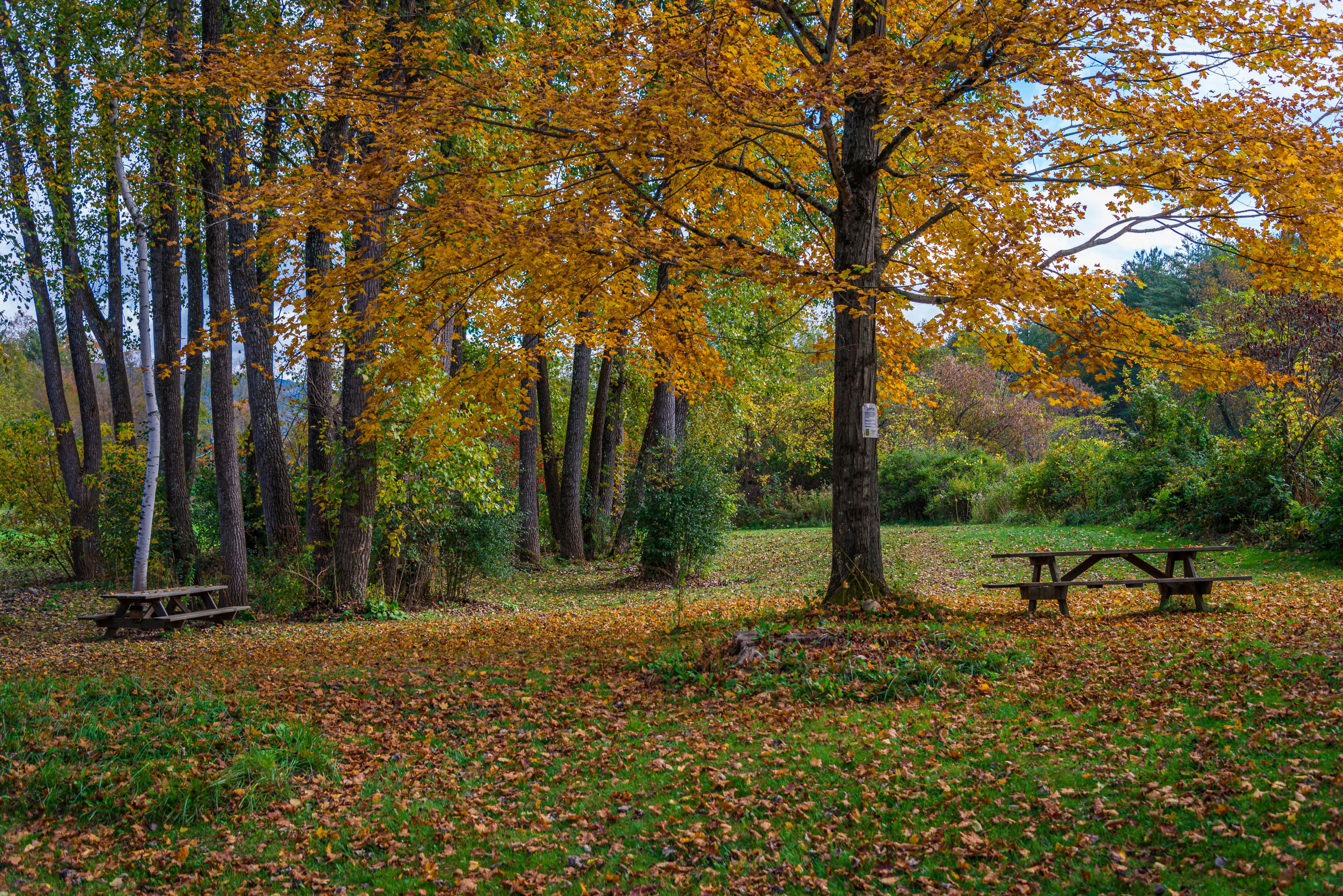 A park in Bennington during autumn leaves, Vermont.