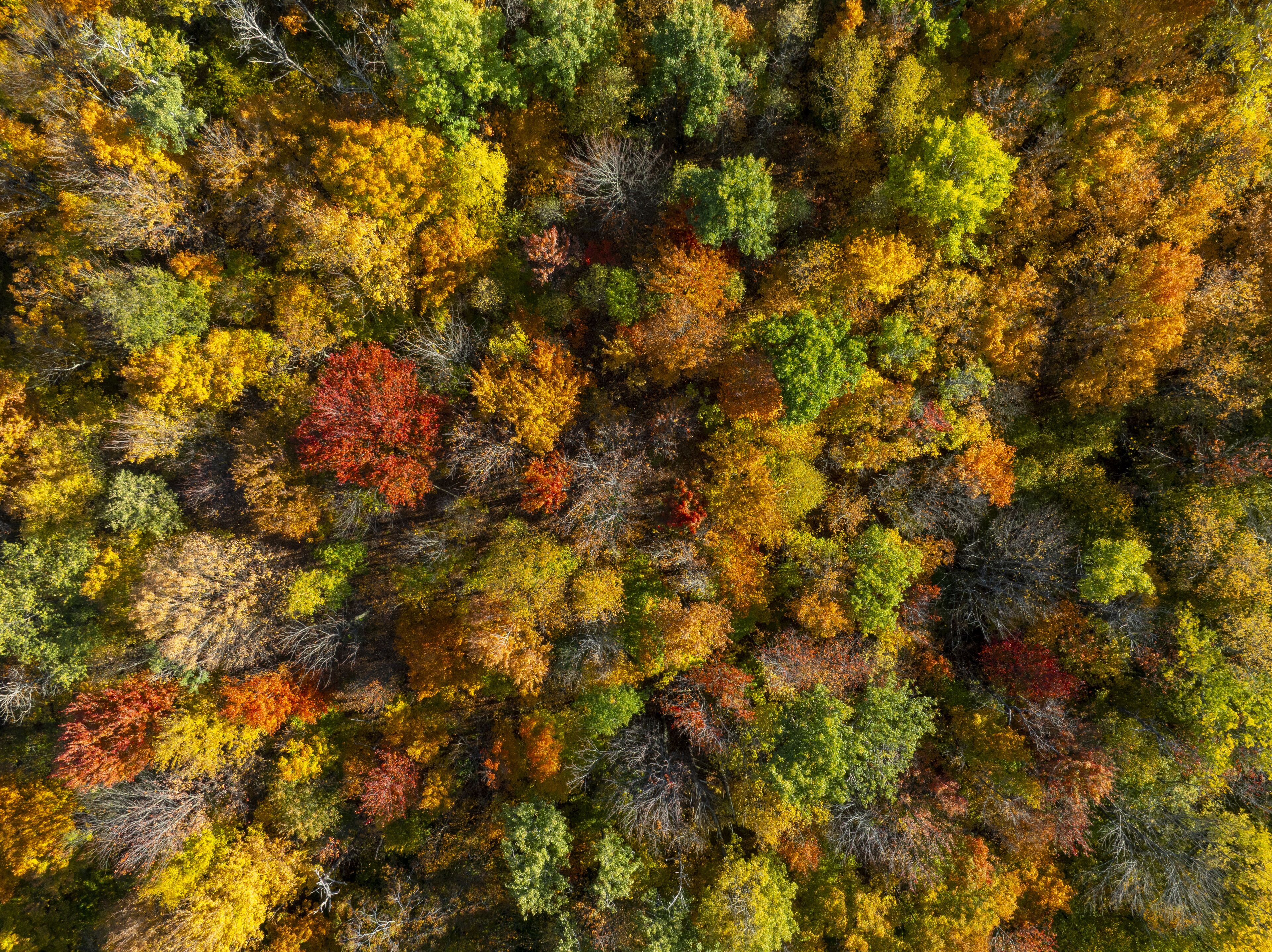 Aerial view of a dense forest canopy ablaze with the vibrant hues of autumn, where fiery reds and oranges blend with golden yellows and verdant greens, Saint Albans City, Vermont, United States.