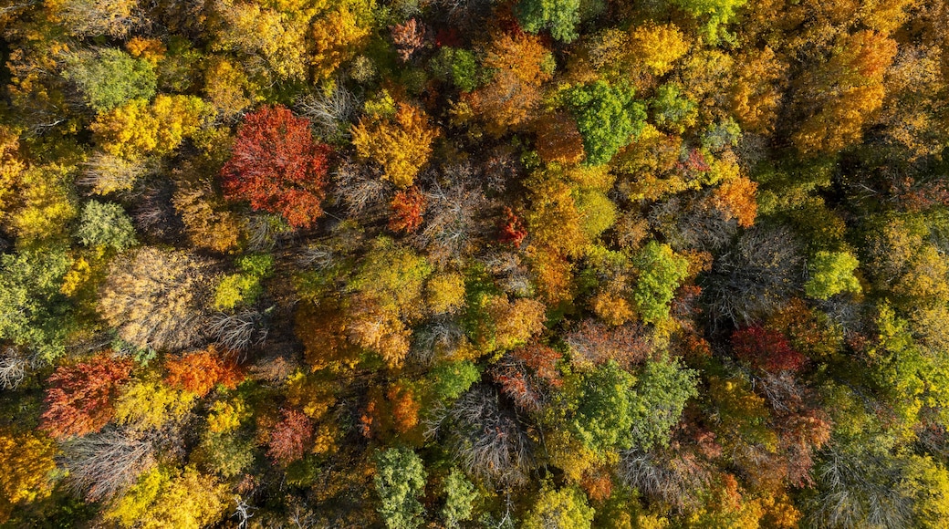 Aerial view of a dense forest canopy ablaze with the vibrant hues of autumn, where fiery reds and oranges blend with golden yellows and verdant greens, Saint Albans City, Vermont, United States.