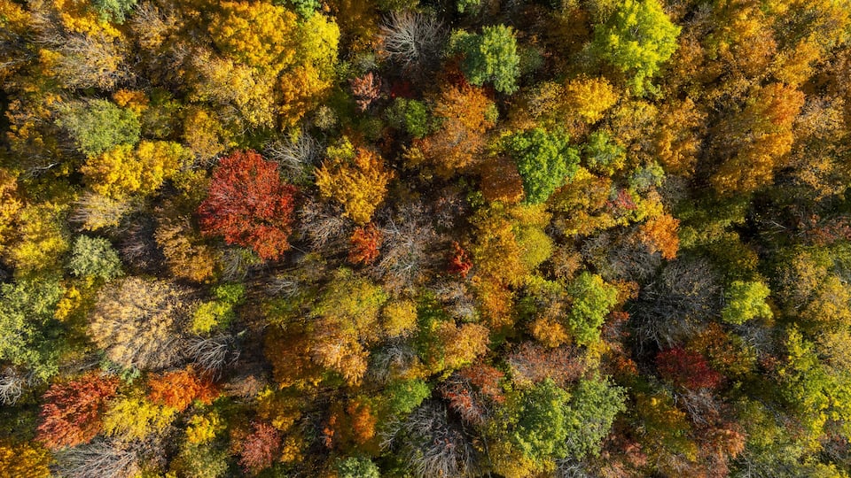 Aerial view of a dense forest canopy ablaze with the vibrant hues of autumn, where fiery reds and oranges blend with golden yellows and verdant greens, Saint Albans City, Vermont, United States.