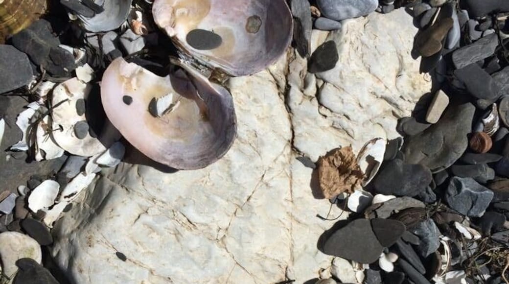 A state park you can only get to by ferry, Burton Island is a jewel in Lake Champlain! You can camp there, or day trip as we did. A nature center on the island has a ranger and interpreter who do a great job explains the flora and fauna. There's a fantastic cafe for lunch. Cook is an award winning chef!