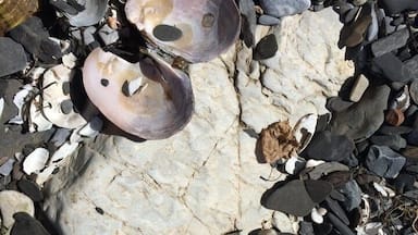 A state park you can only get to by ferry, Burton Island is a jewel in Lake Champlain! You can camp there, or day trip as we did. A nature center on the island has a ranger and interpreter who do a great job explains the flora and fauna. There's a fantastic cafe for lunch. Cook is an award winning chef!