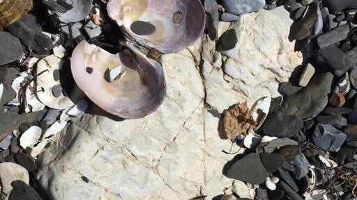 A state park you can only get to by ferry, Burton Island is a jewel in Lake Champlain! You can camp there, or day trip as we did. A nature center on the island has a ranger and interpreter who do a great job explains the flora and fauna. There's a fantastic cafe for lunch. Cook is an award winning chef!