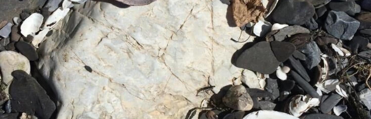 A state park you can only get to by ferry, Burton Island is a jewel in Lake Champlain! You can camp there, or day trip as we did. A nature center on the island has a ranger and interpreter who do a great job explains the flora and fauna. There's a fantastic cafe for lunch. Cook is an award winning chef!