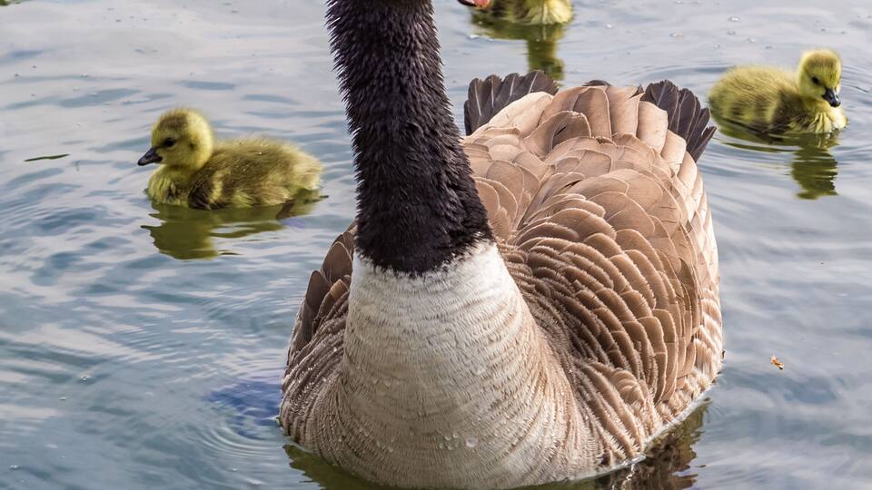 A goose swimming with its goslings.