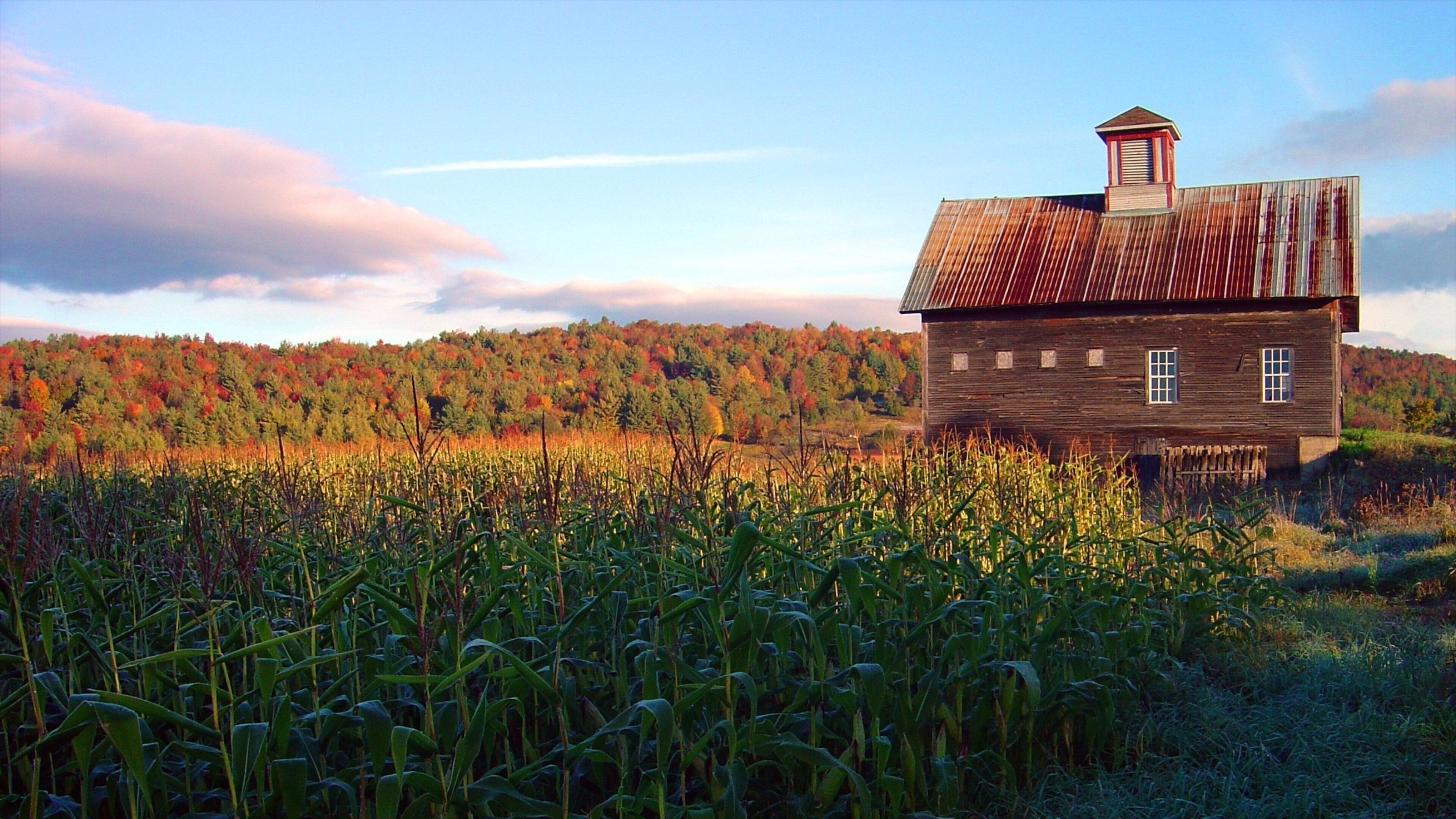 A wooden house with a metal roof in a cornfield with autumn-colored trees in the background.