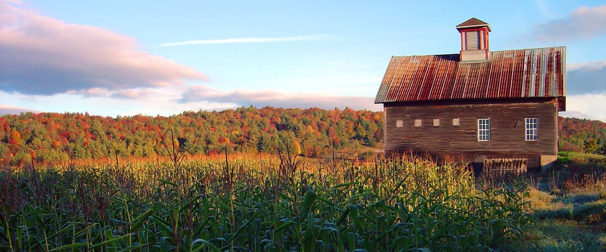 A wooden house with a metal roof in a cornfield with autumn-colored trees in the background.