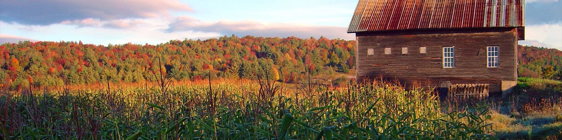 A wooden house with a metal roof in a cornfield with autumn-colored trees in the background.