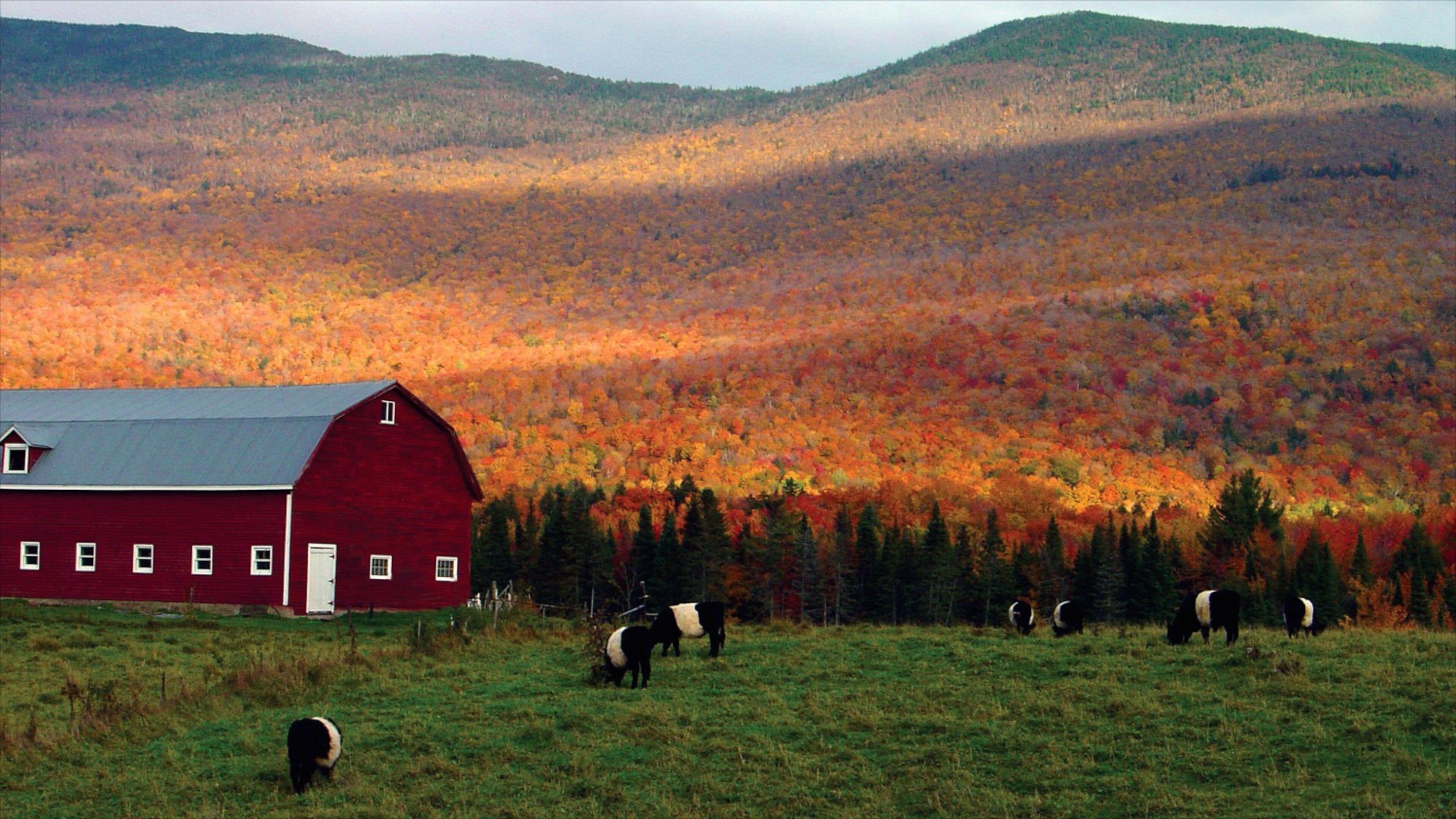 A red barn, grazing cows, and a forest with autumn foliage.