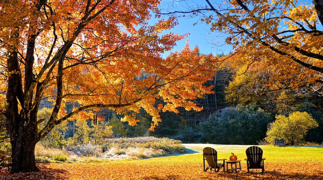 A park with autumn foliage, two Adirondack chairs, a small table, and a pumpkin.