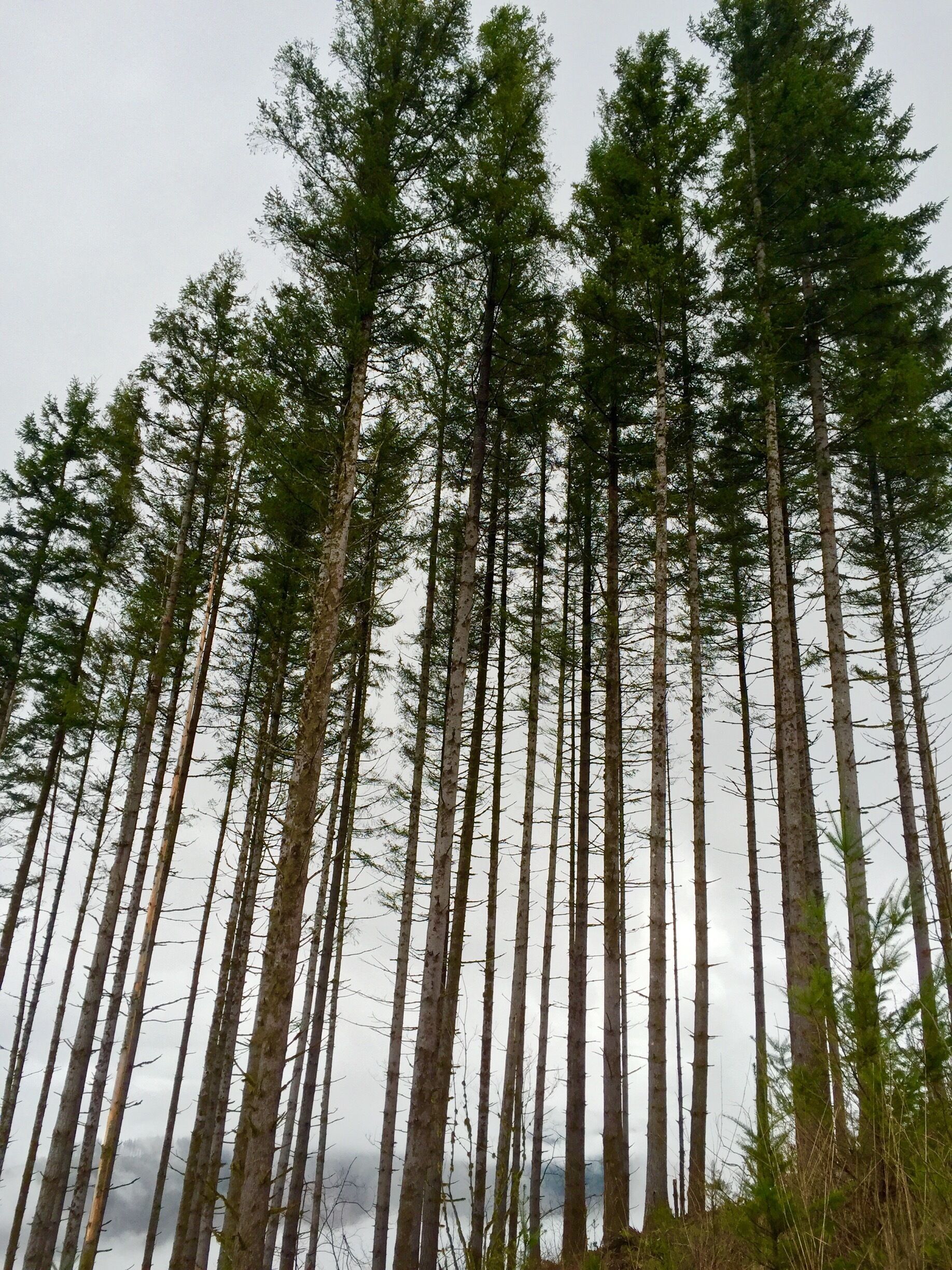 A stand of firs which have survived the latest clear cut on the Bells Mountain Trail.  The Forest Service sets aside a certain percentage of the growth for any timber sale to help maintain the local habitat and as an attempt to guarantee that the area isn't decimated by erosion, flooding and other periodic and unavoidable environmental disasters. 