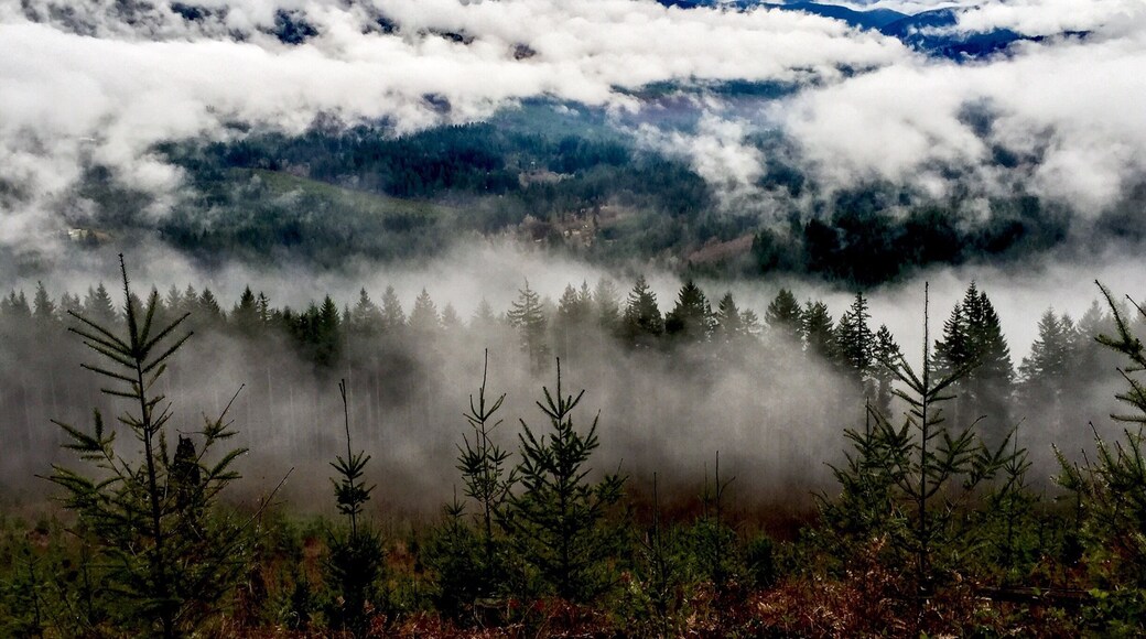 The Bells Mountain Trail in Clark County is obviously in no way connected to the more famous Bells Mountain Wilderness in Missouri. The trail which bears its name does not ascend or in any way touch the actual mountain. But it bears some of the most beautiful views of the mountain from directly across the valley. This was taken today (2015-01-11), on an extremely cloudy, foggy and generally soggy day. But look at what you get to see, even in the middle of our waterlogged winters. One drawback is that you have to pass through a lot of clear-cut forest on the trail side of the valley. I say that, realizing now that almost none of these vistas would be possible otherwize.