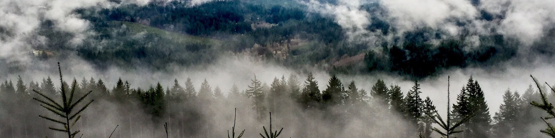 The Bells Mountain Trail in Clark County is obviously in no way connected to the more famous Bells Mountain Wilderness in Missouri.  The trail which bears its name does not ascend or in any way touch the actual mountain.  But it bears some of the most beautiful views of the mountain from directly across the valley.  This was taken today (2015-01-11), on an extremely cloudy, foggy and generally soggy day.  But look at what you get to see, even in the middle of our waterlogged winters.  One drawback is that you have to pass through a lot of clear-cut forest on the trail side of the valley.  I say that, realizing now that almost none of these vistas would be possible otherwize.