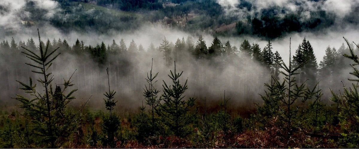 The Bells Mountain Trail in Clark County is obviously in no way connected to the more famous Bells Mountain Wilderness in Missouri. The trail which bears its name does not ascend or in any way touch the actual mountain. But it bears some of the most beautiful views of the mountain from directly across the valley. This was taken today (2015-01-11), on an extremely cloudy, foggy and generally soggy day. But look at what you get to see, even in the middle of our waterlogged winters. One drawback is that you have to pass through a lot of clear-cut forest on the trail side of the valley. I say that, realizing now that almost none of these vistas would be possible otherwize.