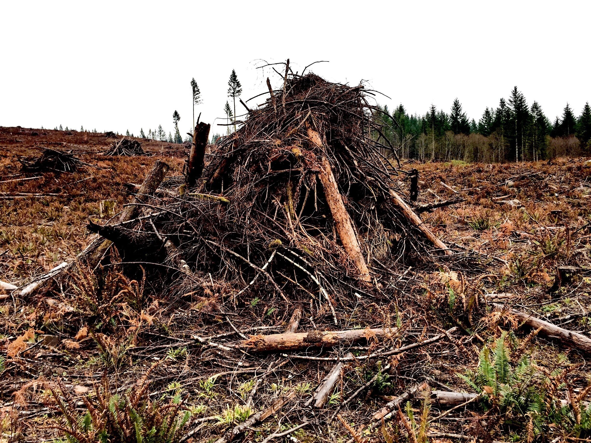 OK, let me just get to this and be done with it.  Living in the Northwest, I've known many people, including ex-family members, who depend upon the timber industry for their livelihoods.  I have watched the decline of that industry in this region and the devastating effect it has had on dozens of communities and the families who live in them.  Further more, I will add for comparison purposes, an historical anecdote related to me by my father.  After he left the army air corps at the end of WWII, he entered academia as a professor of Italian literature.  To this day, he derives a somewhat ironic pleasure from the reputation both Italy and Greece have garnered for their dry and arid climates; how the world sees them and is attracted to them for bright sunshine on rocky, bleached coastlines with hardly a tree in sight.  You see, it wasn't always that way.  Both Greece, and Italy in particular, were once lush and verdant places, covered with forests that were cut down to satisfy the needs of both of those vast and long-lived republics and empires.  What we know of their climates today only came after the trees were gone.  

And if it was good enough for the Greeks and Romans, then why not for the good old U S of A? I know all this.  That there are no simple answers to complex questions.  That there are people whose lives turn upside down when an economy whithers and dies. And that they certainly deserve as much protection as the resources others clamber to keep out of their hands.  I know all this, and I walk through scenes like this one, or drive by them on my way to somewhere else, bearing the full weight of these contradictory forces in my mind.  And I see that it has to be this way.  And that it will always be this way.  

But, still, it breaks my heart.