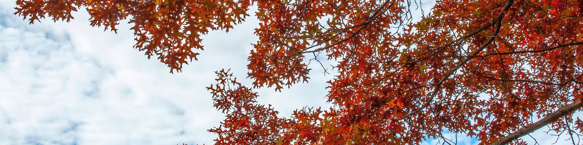 Fall Foliage in Upstate New York Saratoga Springs Battle Ground