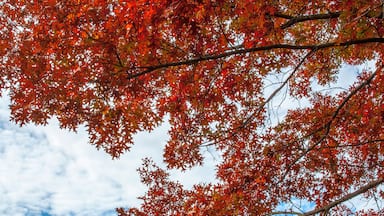 Fall Foliage in Upstate New York Saratoga Springs Battle Ground