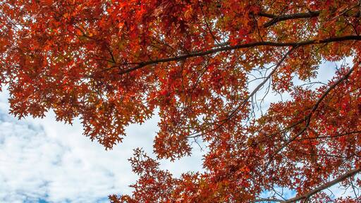 Fall Foliage in Upstate New York Saratoga Springs Battle Ground