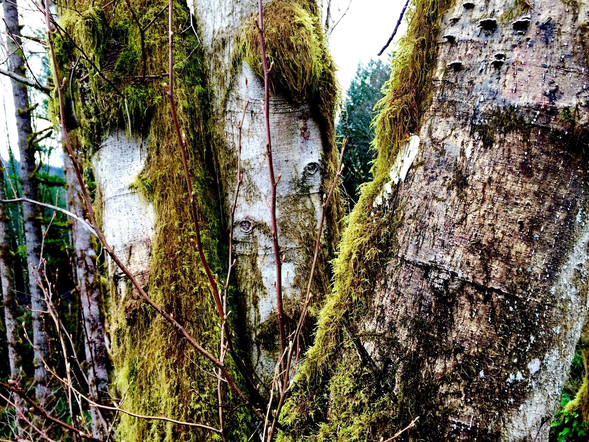 A stand of Pacific Silver Firs set aside by the Forest Service and allowed to survive in the clear-cut around them.