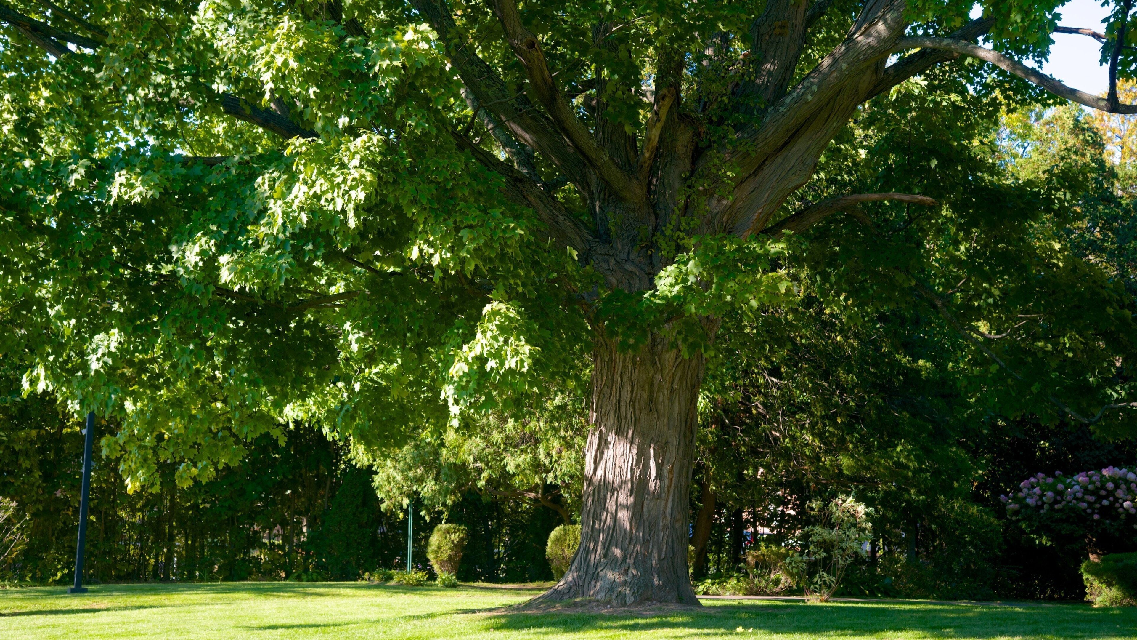 Laconia which includes a garden