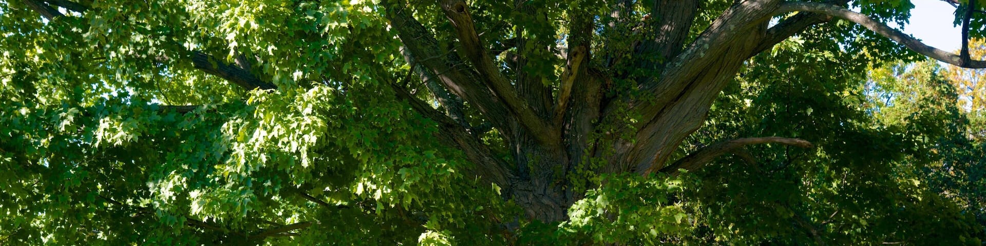 Laconia which includes a garden