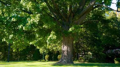 Laconia which includes a garden