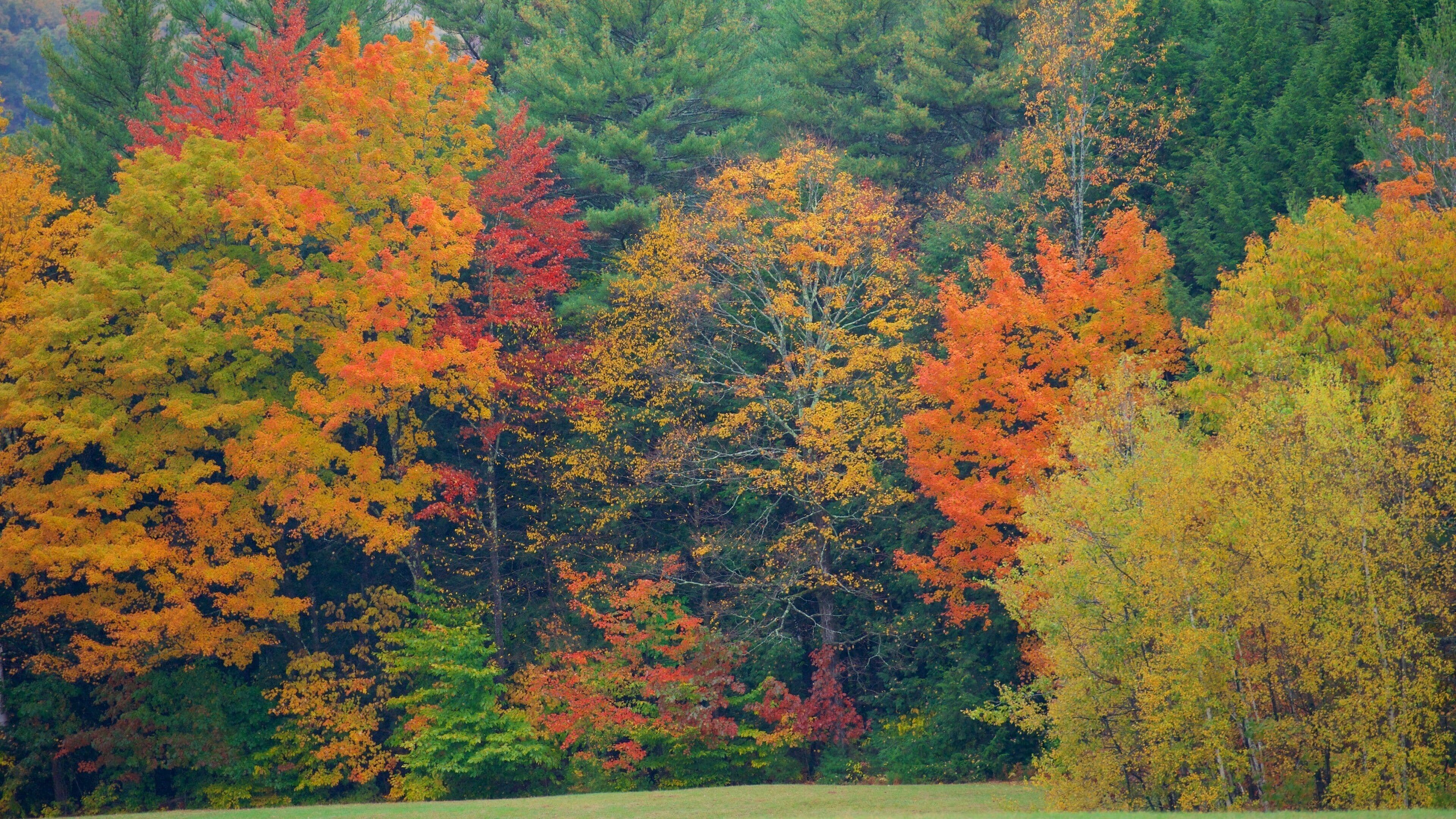 Keene montrant feuilles d’automne et paysages en forêt