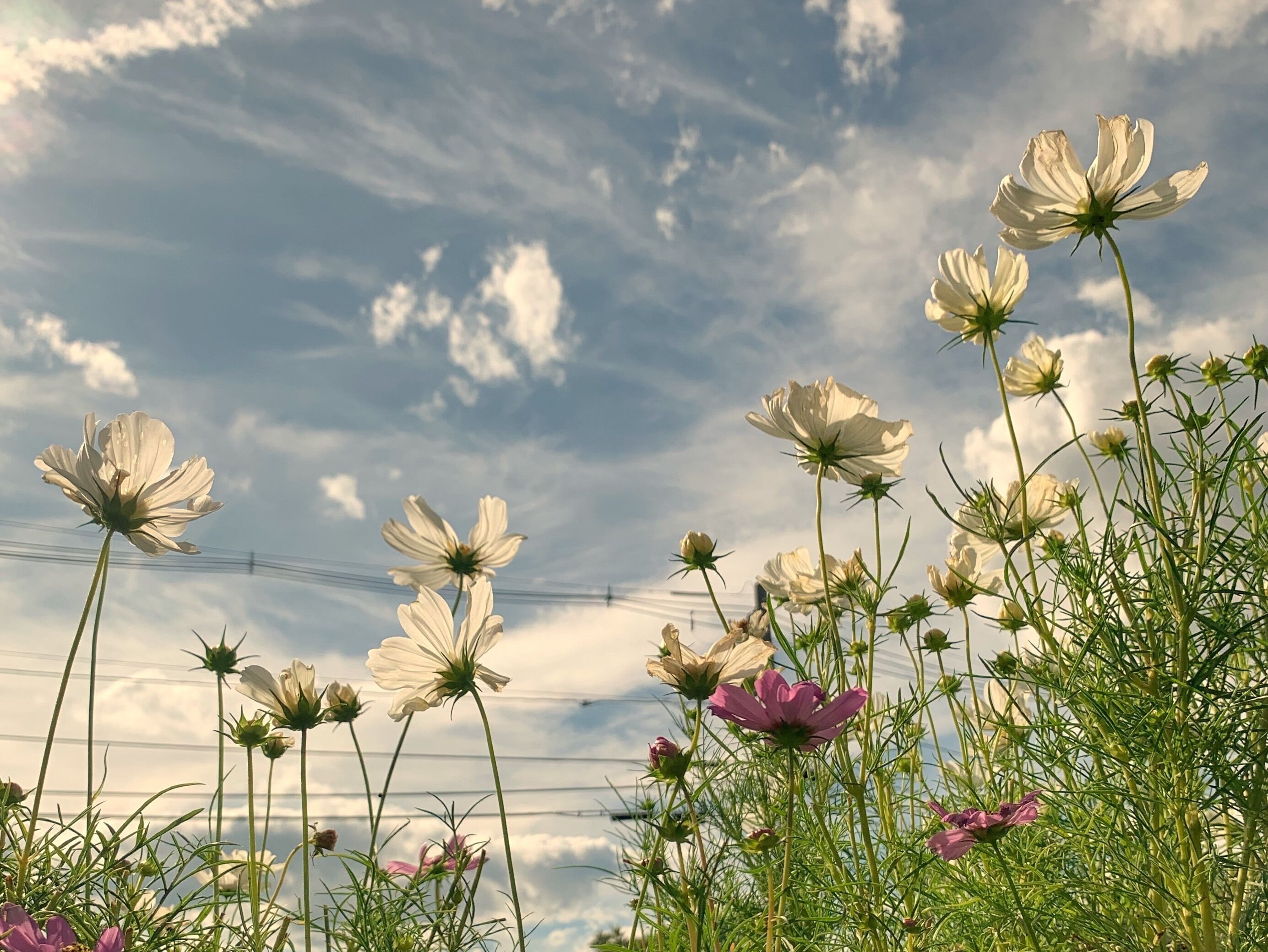 White cosmos - in memory of someone

#flower