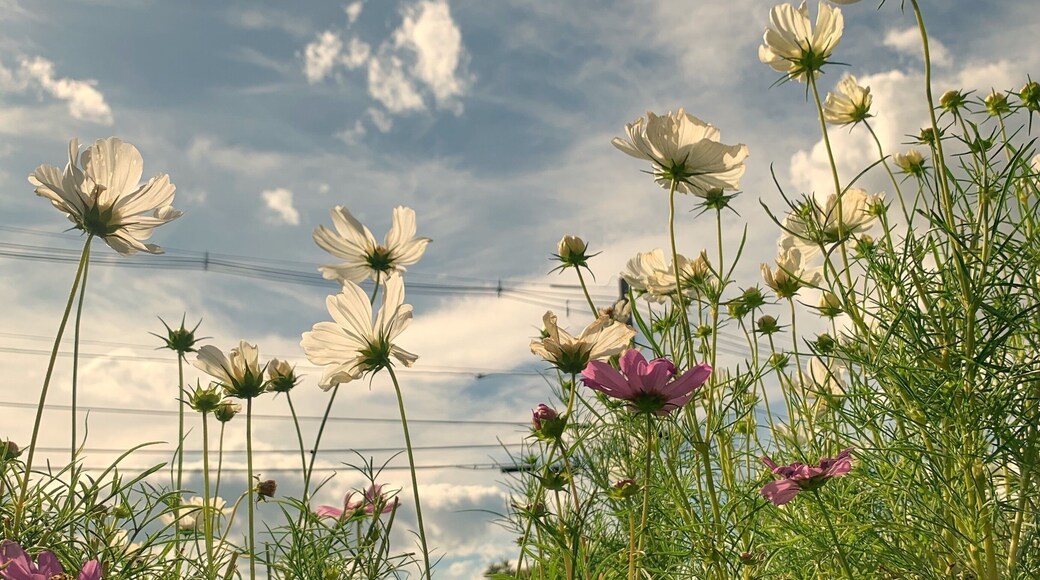 White cosmos - in memory of someone
#flower