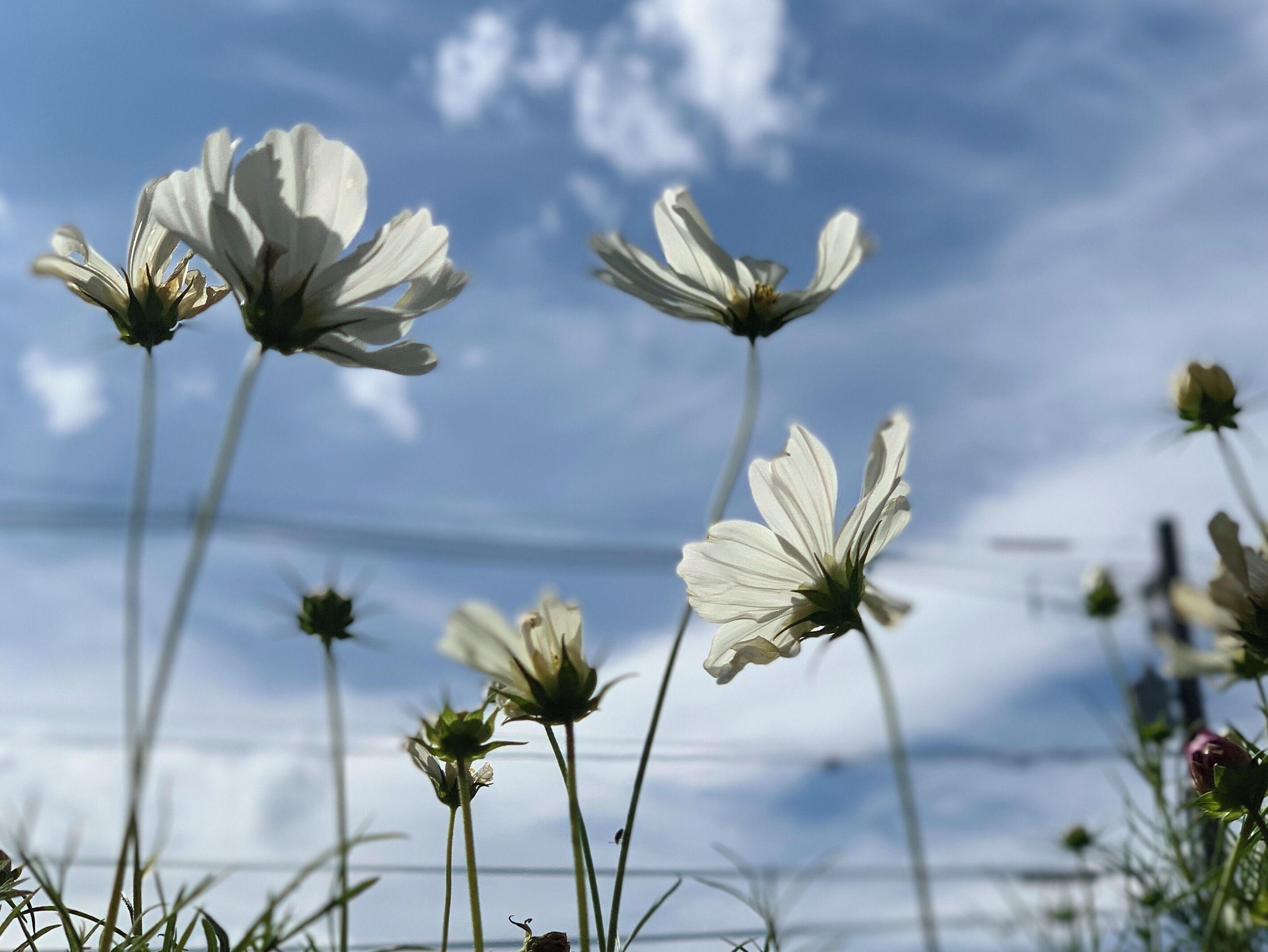 white cosmos

#flower