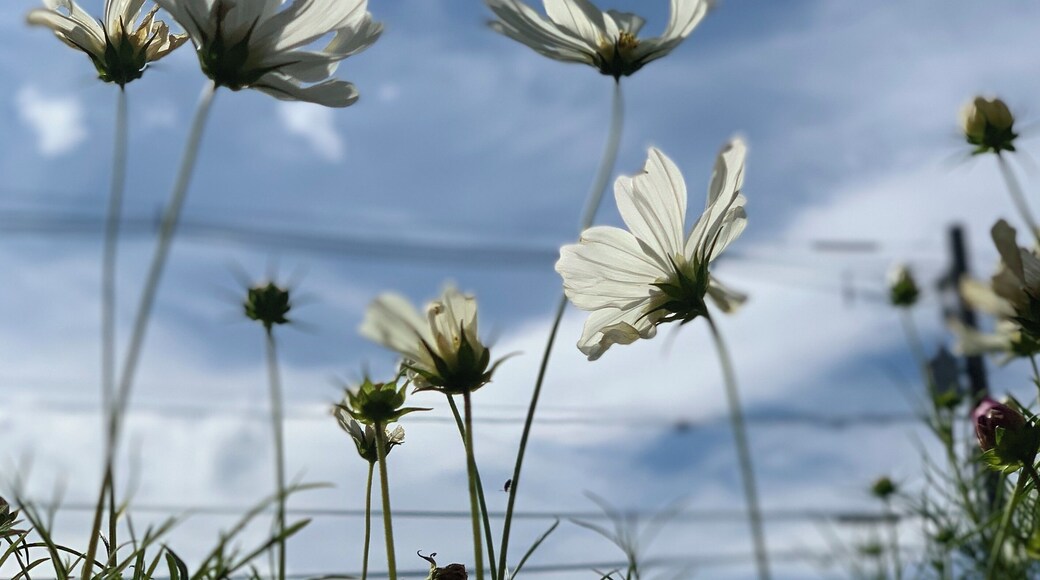 white cosmos
#flower