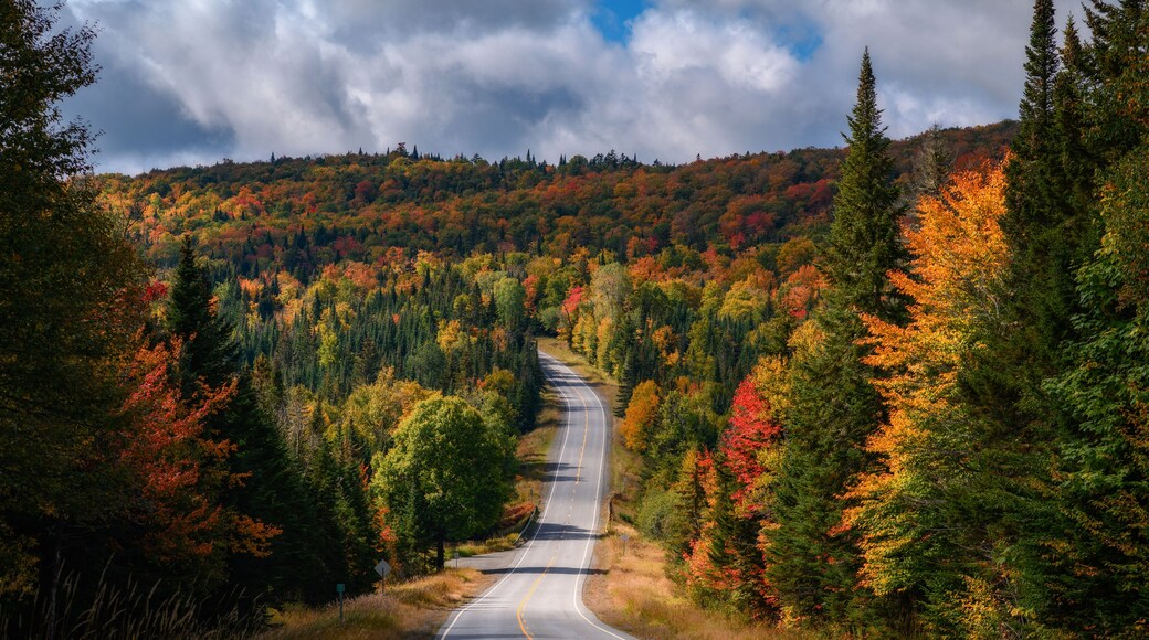 Grandes Bosques del Norte