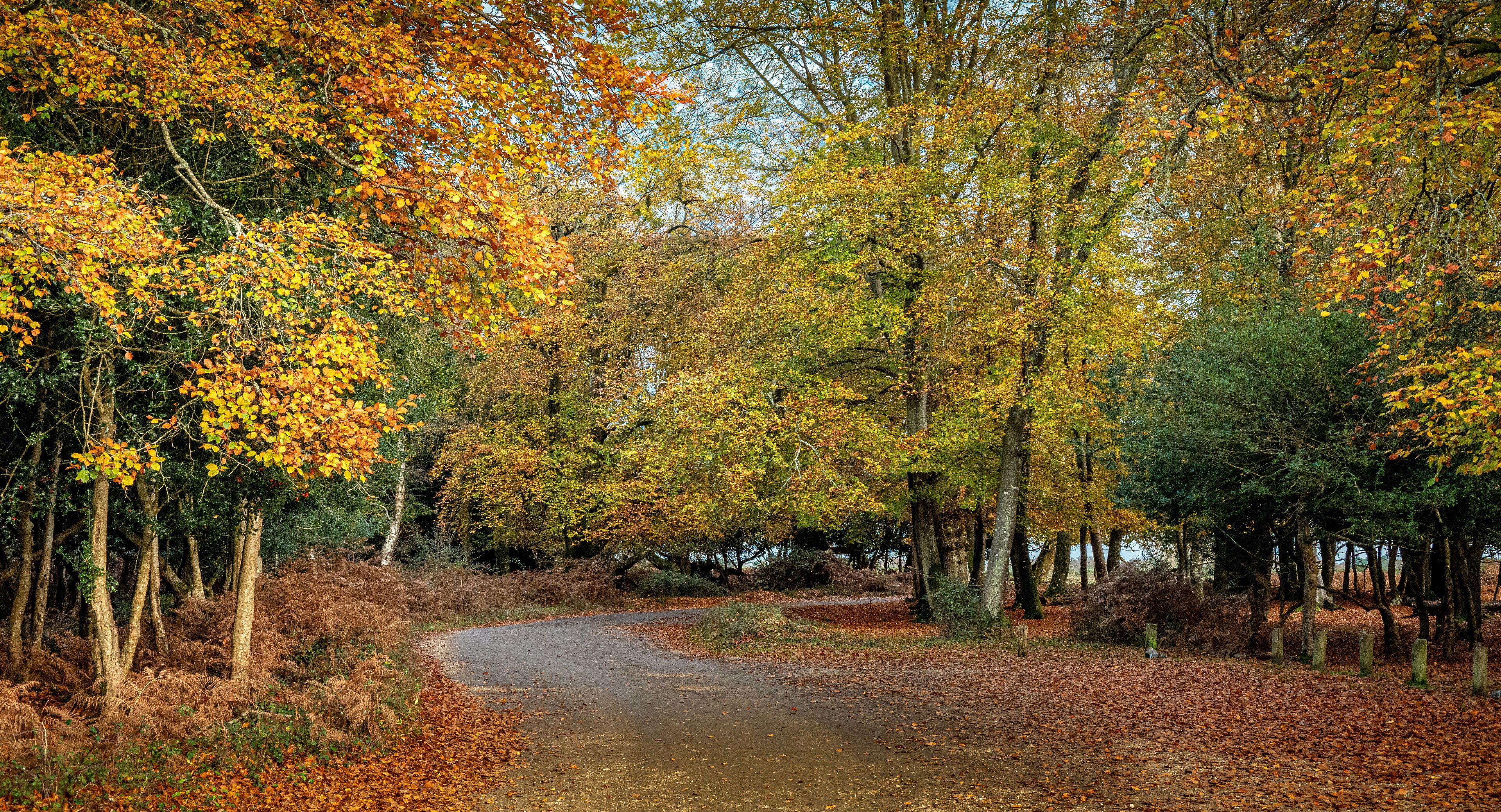 The New Forest, a national park and one of the largest forested areas in southern England, in all its autumn glory.