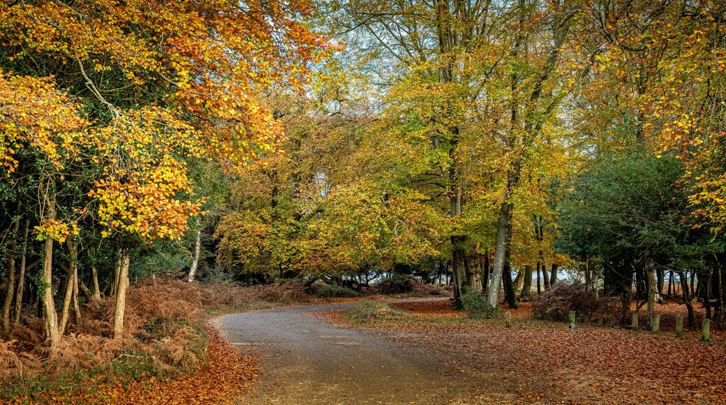 The New Forest, a national park and one of the largest forested areas in southern England, in all its autumn glory.