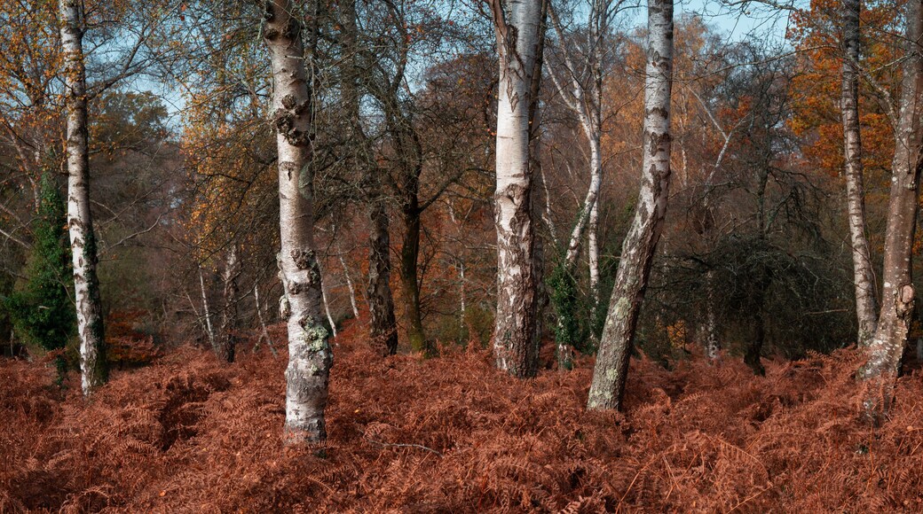 Silver birches amidst golden ferns in the New Forest, a national park and one of the largest forested areas in southern England.