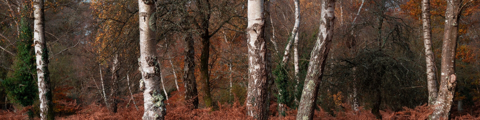 Silver birches amidst golden ferns in the New Forest, a national park and one of the largest forested areas in southern England.