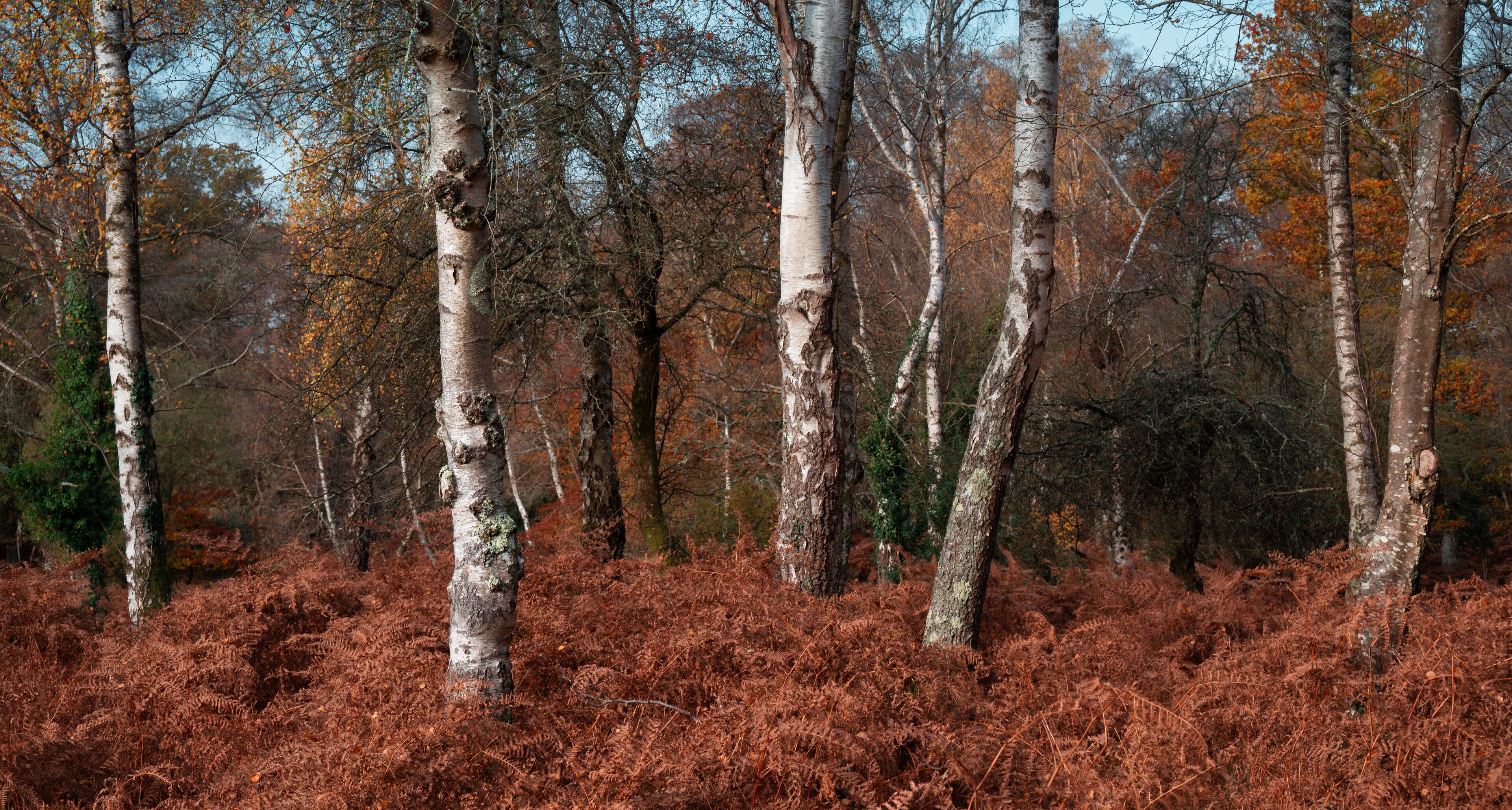 A forest with birch trees and reddish-brown ferns.