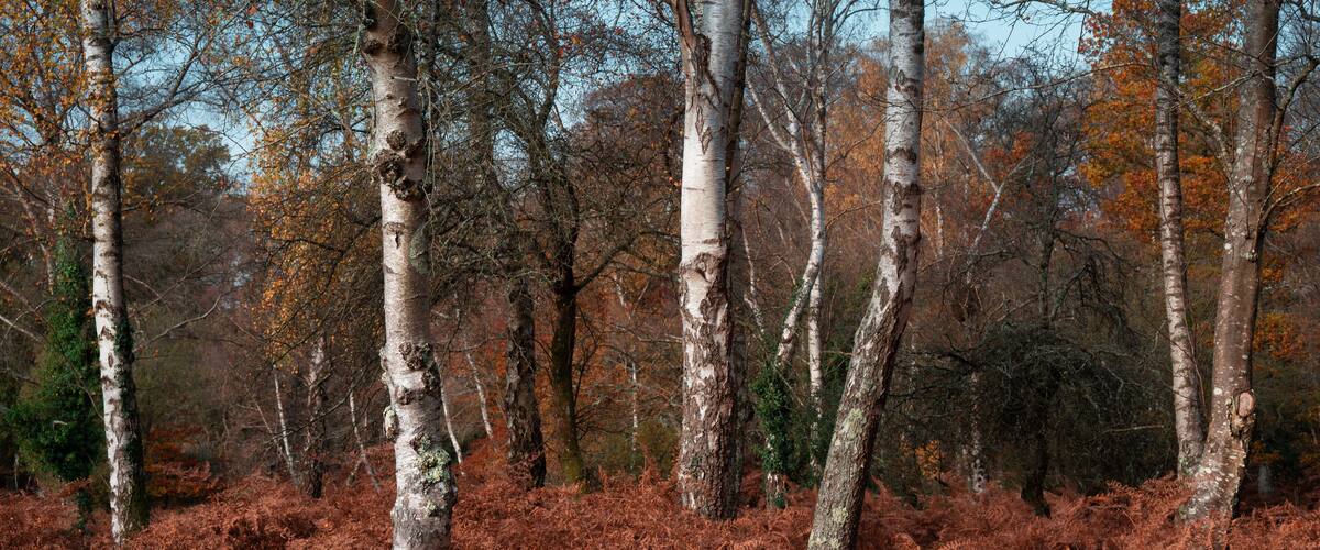 A forest with birch trees and reddish-brown ferns.