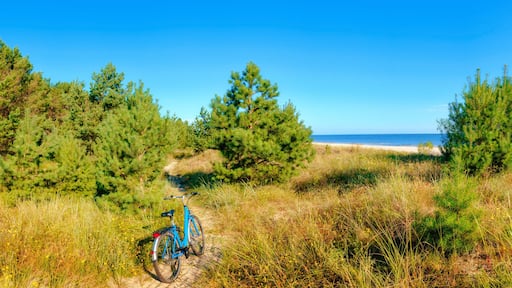 Forest protecting beaches of the Baltic Sea, with sandy entrance and a bike, panoramic image taken on island Usedom between Albeck in Germany and Swinemunde in Poland.