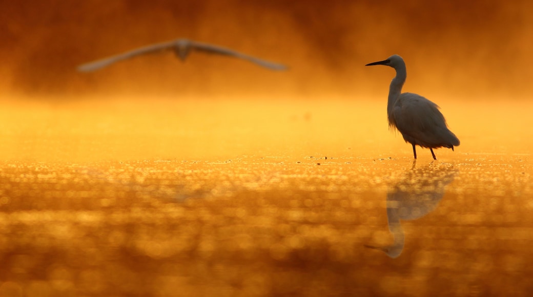 Egrets at sunrise Time