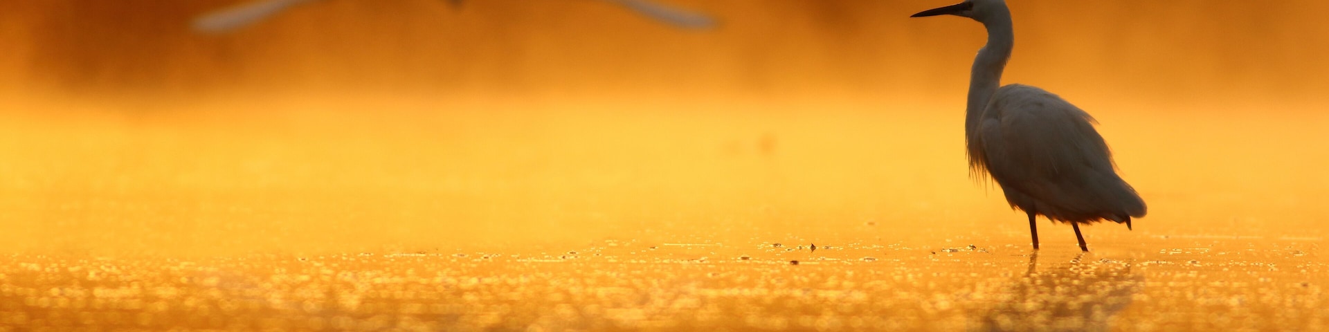 A heron standing in a golden-hued wetland with a bird flying in the background.