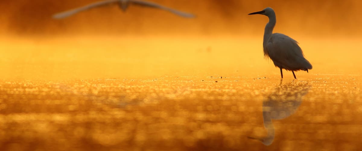 A heron standing in a golden-hued wetland with a bird flying in the background.
