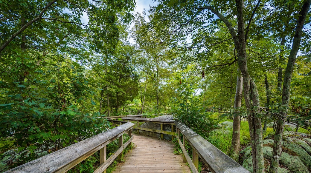 Boardwalk trail on Olmsted Island at Great Falls, Chesapeake & O