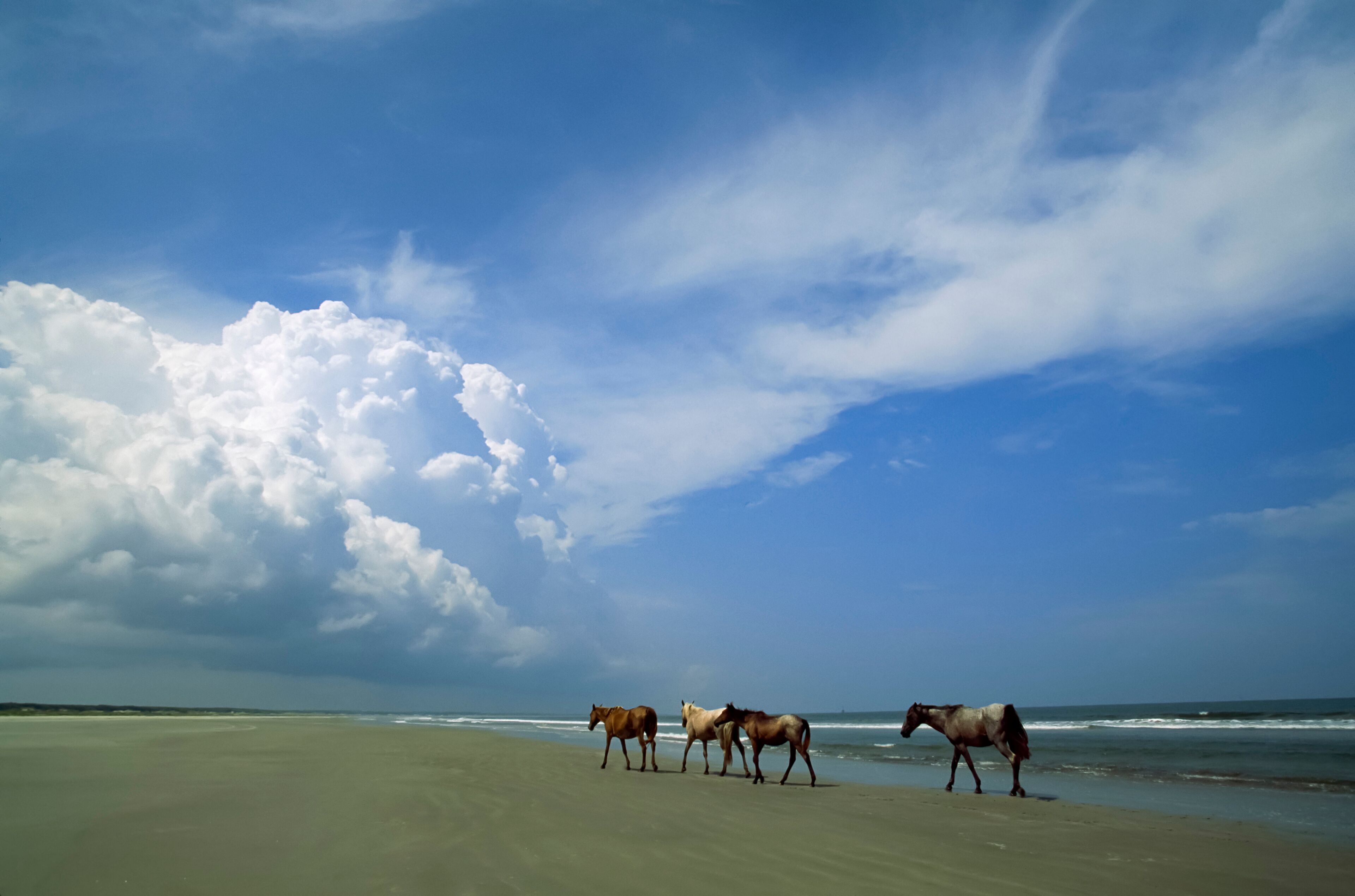 Wild horses roaming a coast beach, Sea Islands, Georgia, USA; Cumberland Island, Sea Islands, Georgia, United States of America