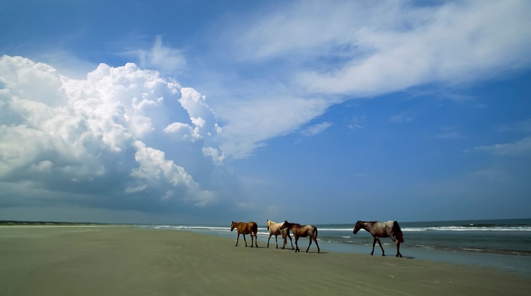 Wild horses roaming a coast beach, Sea Islands, Georgia, USA; Cumberland Island, Sea Islands, Georgia, United States of America