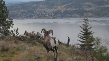Bighorn sheep in Fintry BC