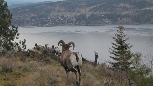 Bighorn sheep in Fintry BC