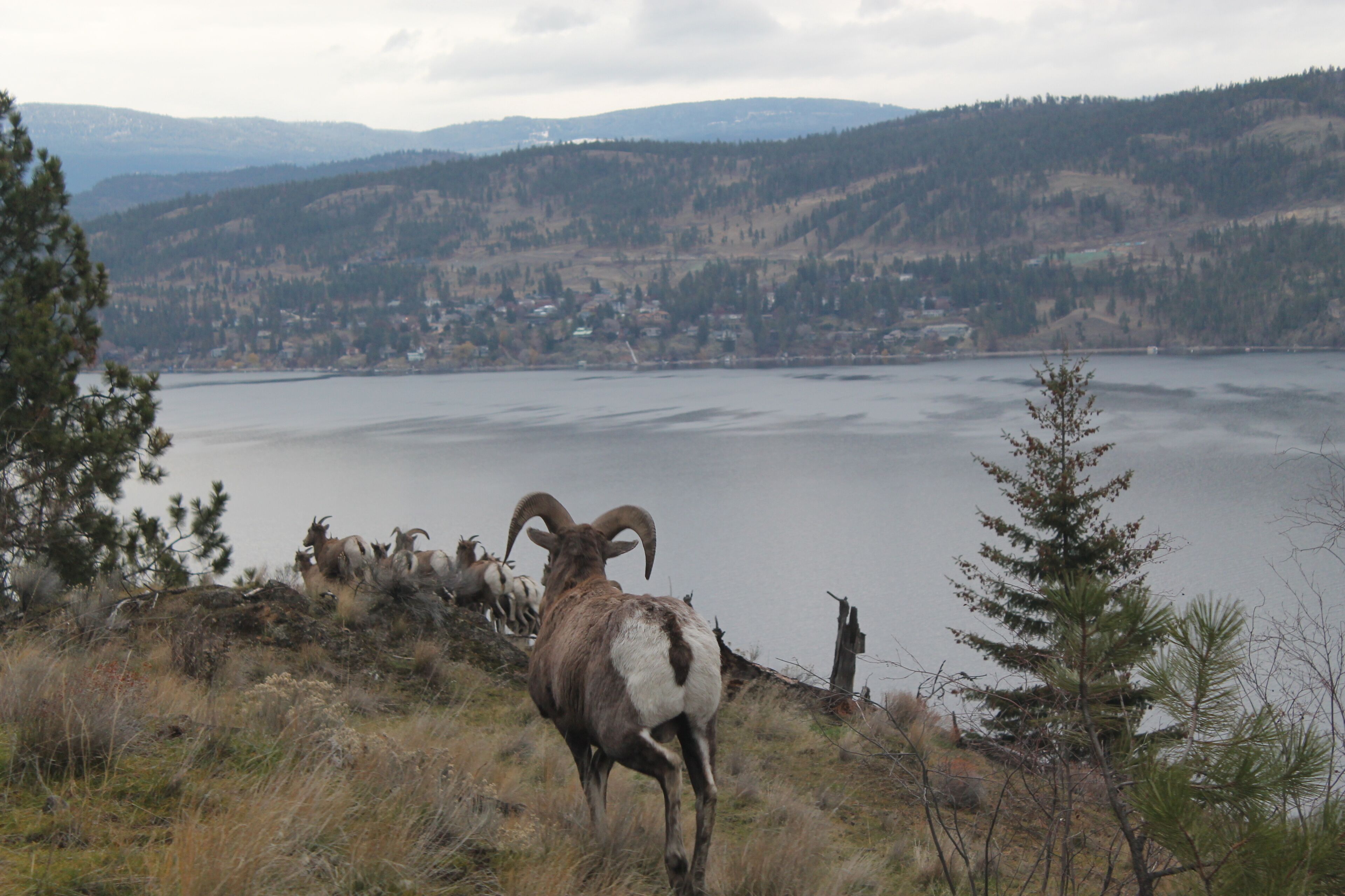 A mountain landscape with a lake, a herd of goats, and a small town in the distance.