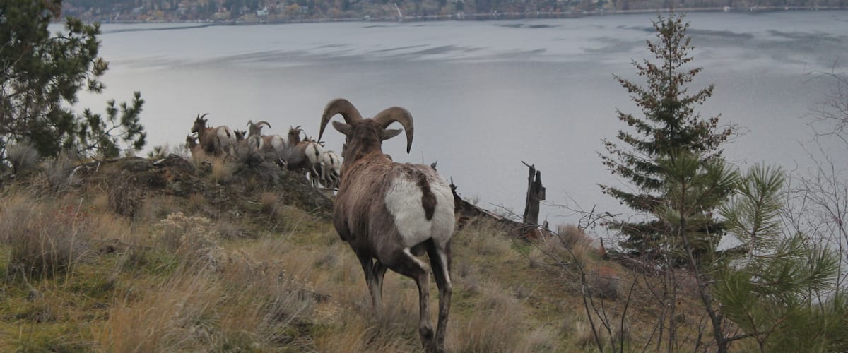A mountain landscape with a lake, a herd of goats, and a small town in the distance.
